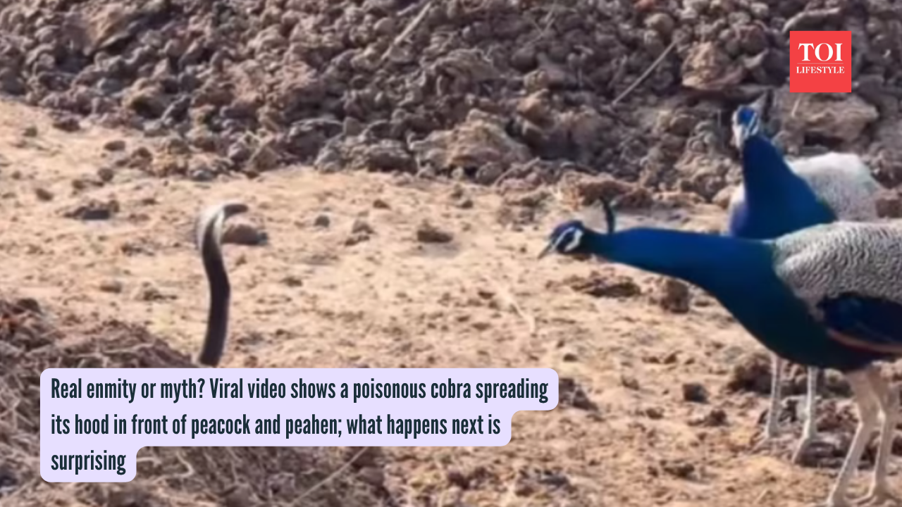 Real enmity or myth Viral video shows a poisonous cobra spreading its hood in front of peacock and peahen; what happens next is surprising