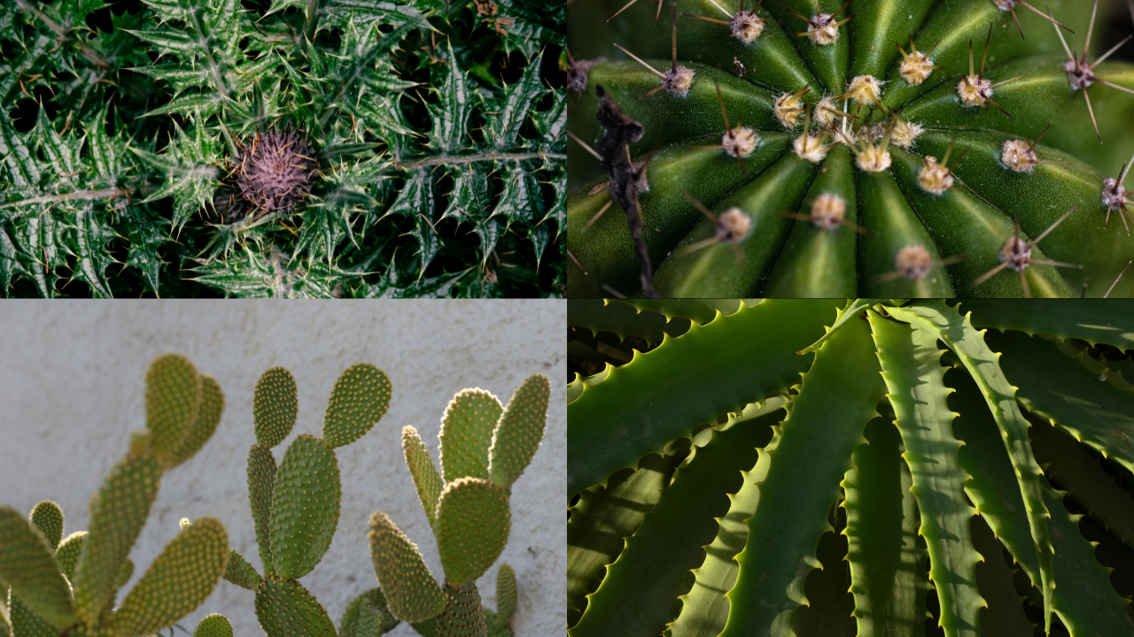 Plant Thorn Gene Discovery Reveals How to Grow Thornless Crops