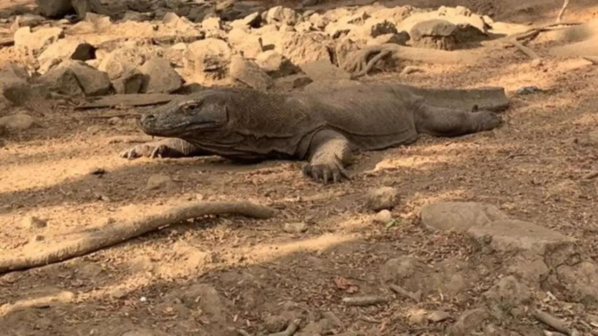 Indonesia police arrest six for Komodo dragon smuggling