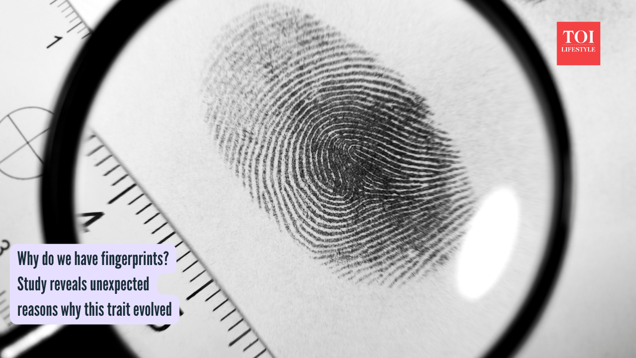 Why we have fingerprints Study reveals unexpected reasons why this trait evolved