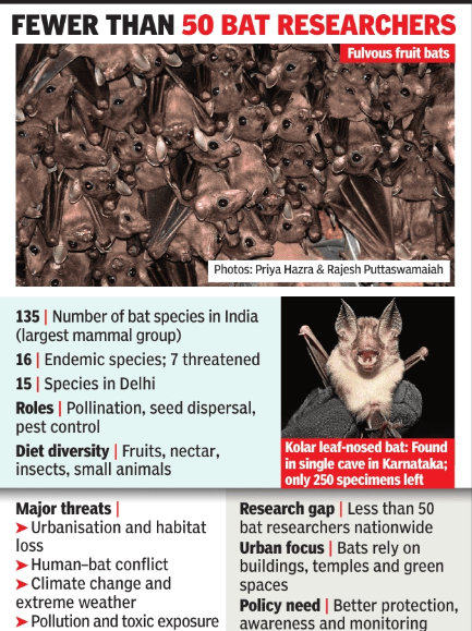 India blind as bat to winged creatures' existential threat
