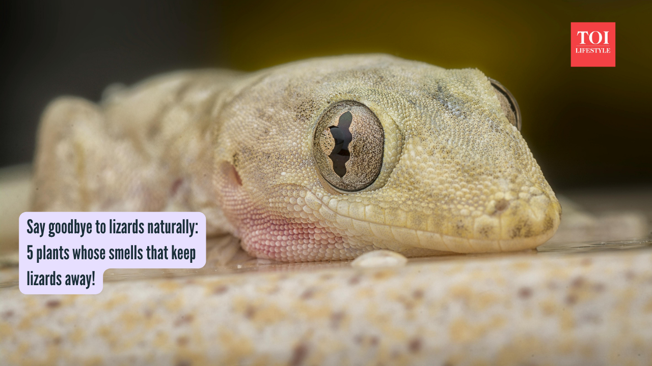 Say goodbye to lizards naturally 5 plants whose smells that keep lizards away!