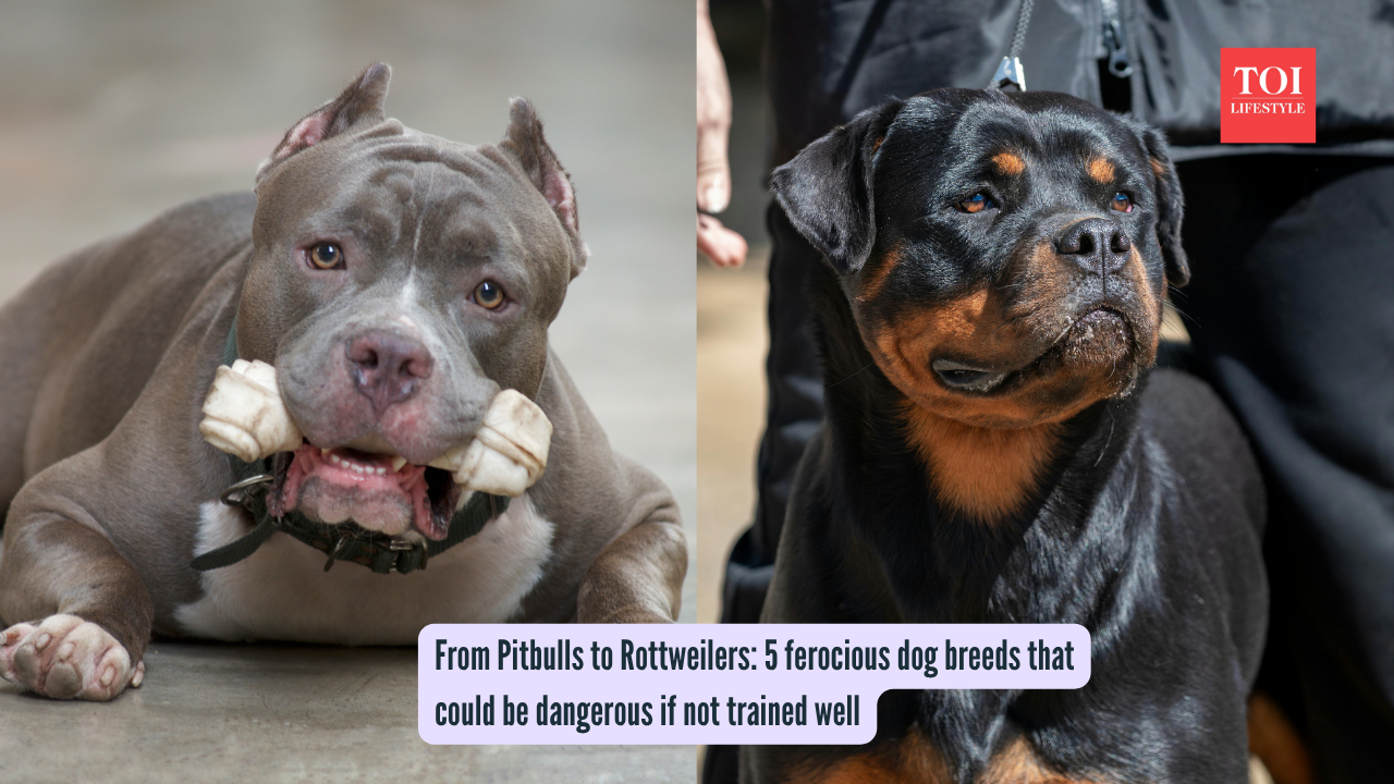 From Pitbulls to Rottweilers 5 ferocious dog breeds that could be dangerous if not trained well