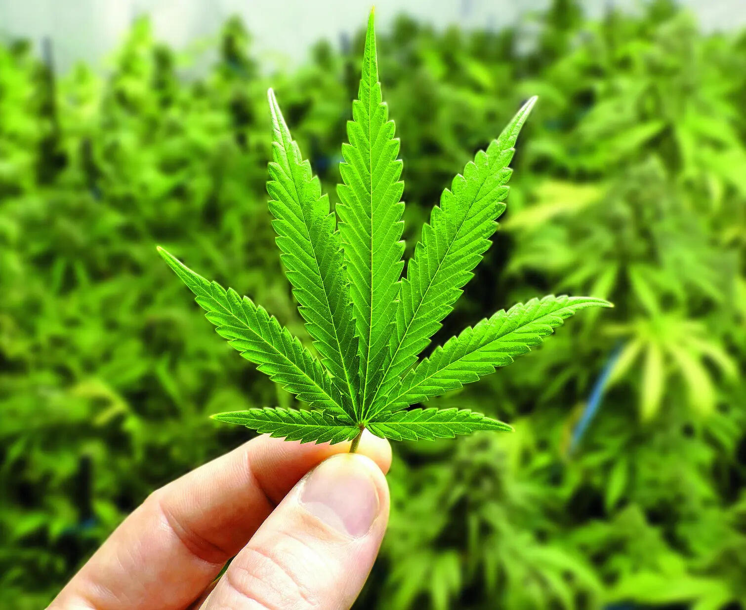 'Marijuana found in bag': Air India co-pilot deported from US