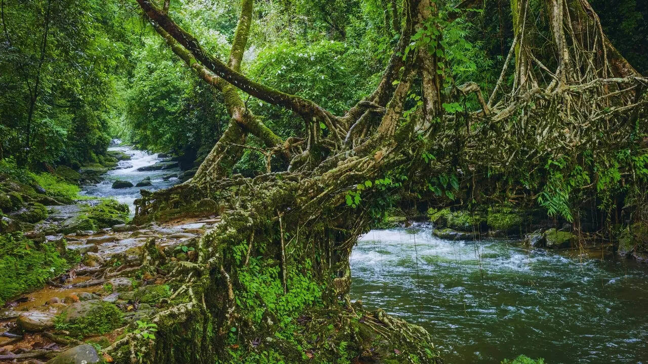 Root Bridge in Cherrapunji