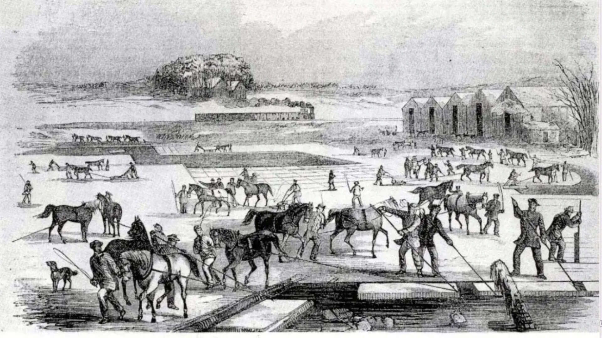 Ice being removed from a pond and brought to a nearby ice house