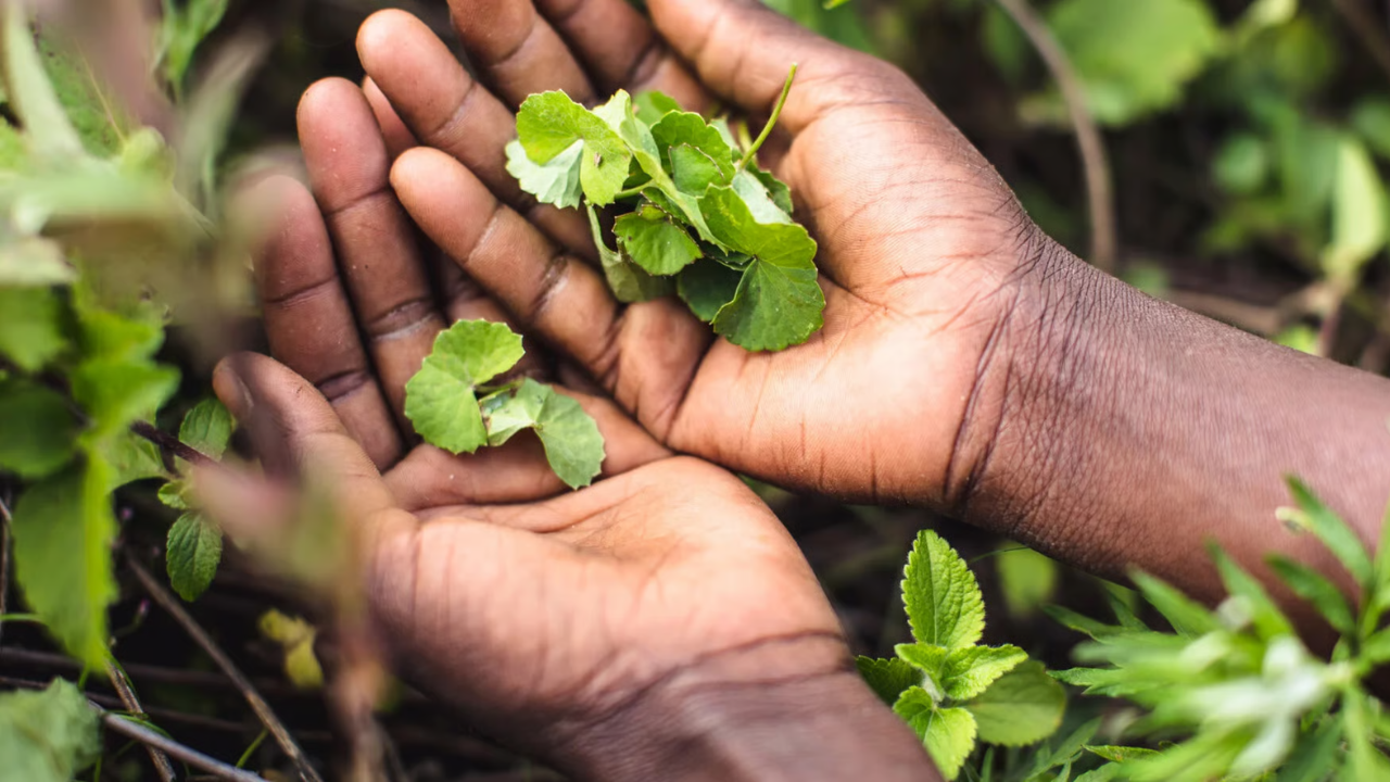 Can a Plant Based Hair Serum Really Regrow Hair