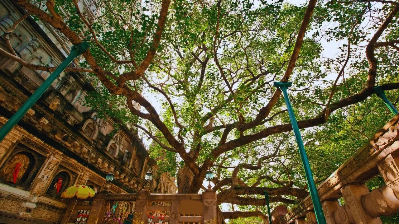 Bodhi Tree in Bihar