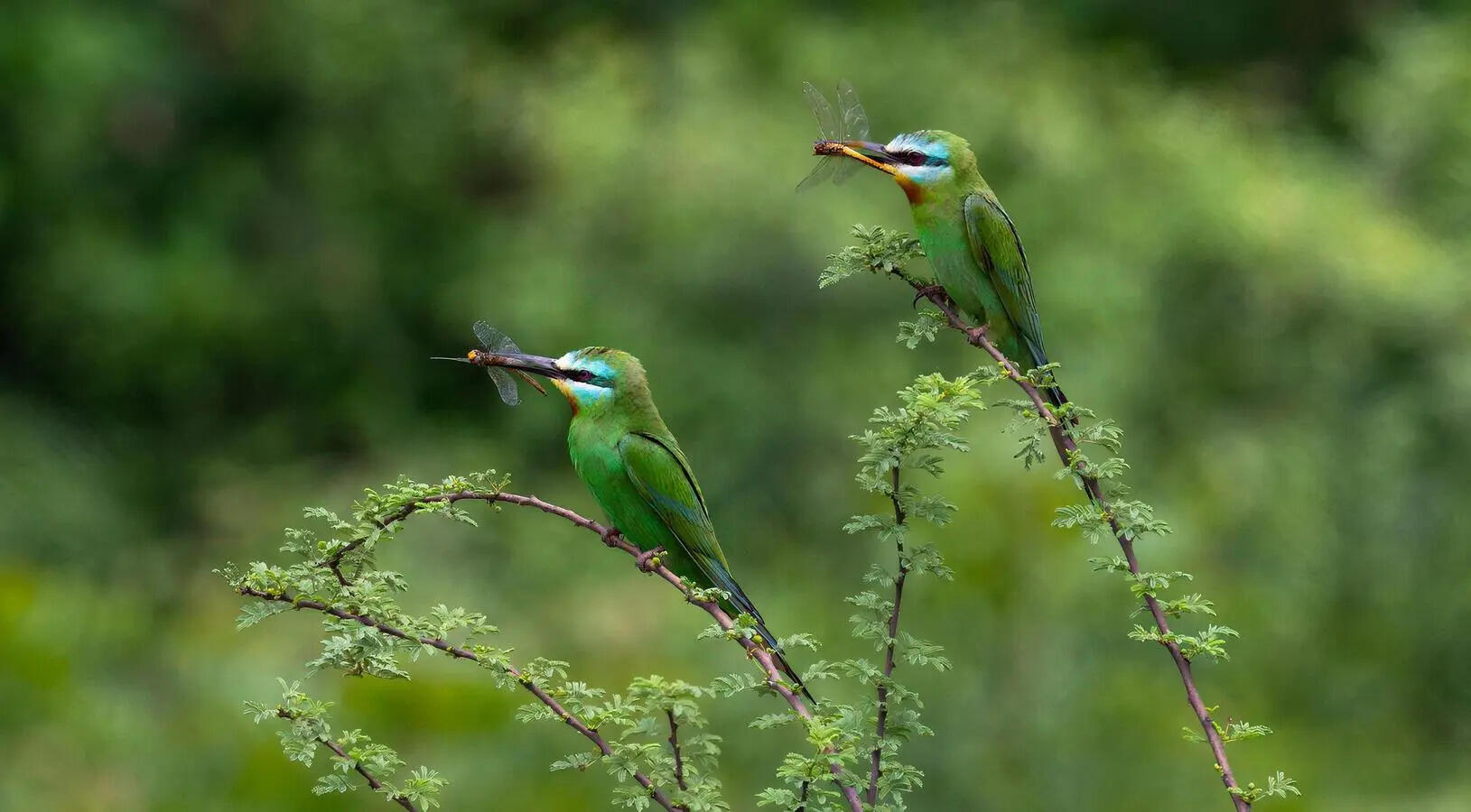 Blue Cheeked Bee Eater.jpg.jpeg