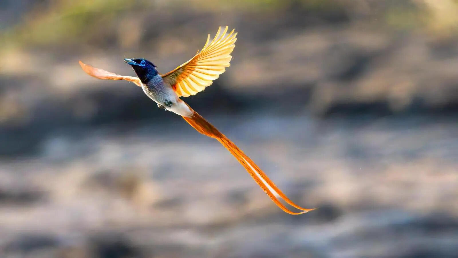 Indian Paradise Flycatcher.jpg.jpeg