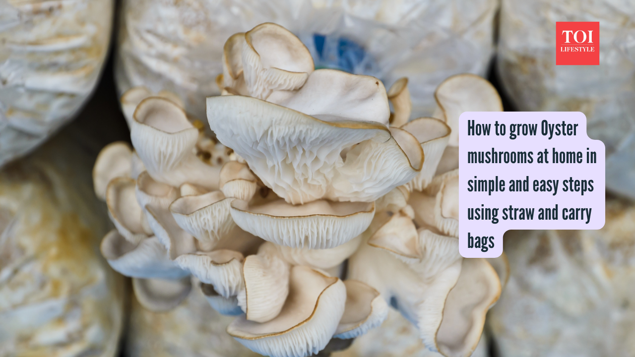 How to grow Oyster mushrooms at home in simple and easy steps using straw and carry bags