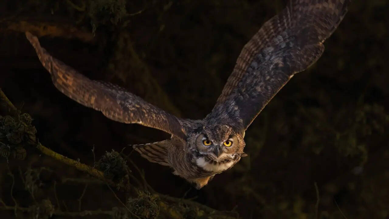 How big is a Great Horned Owl really? Facts most people don’t know