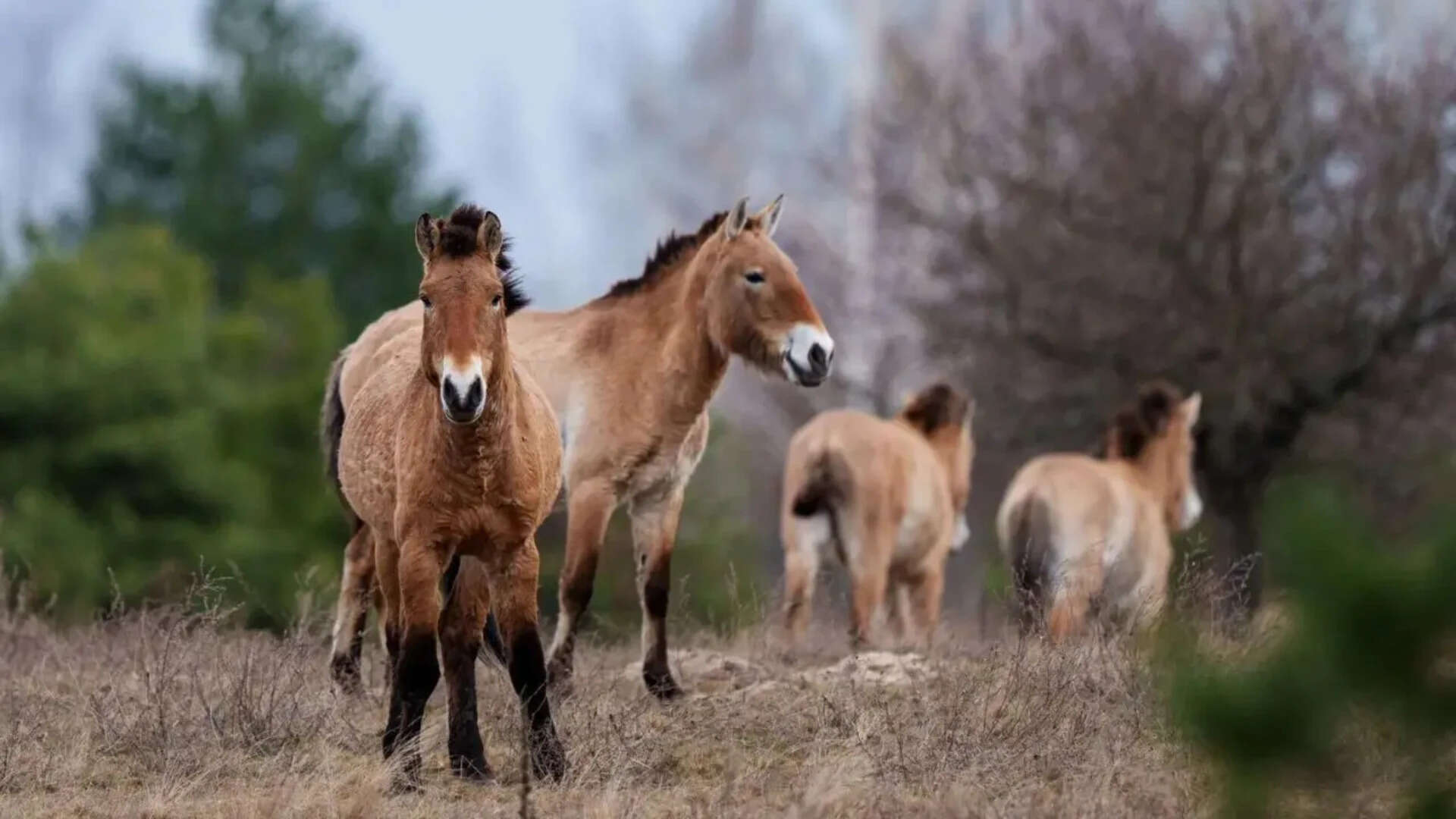 40 years since disaster, wildlife returns to Chernobyl