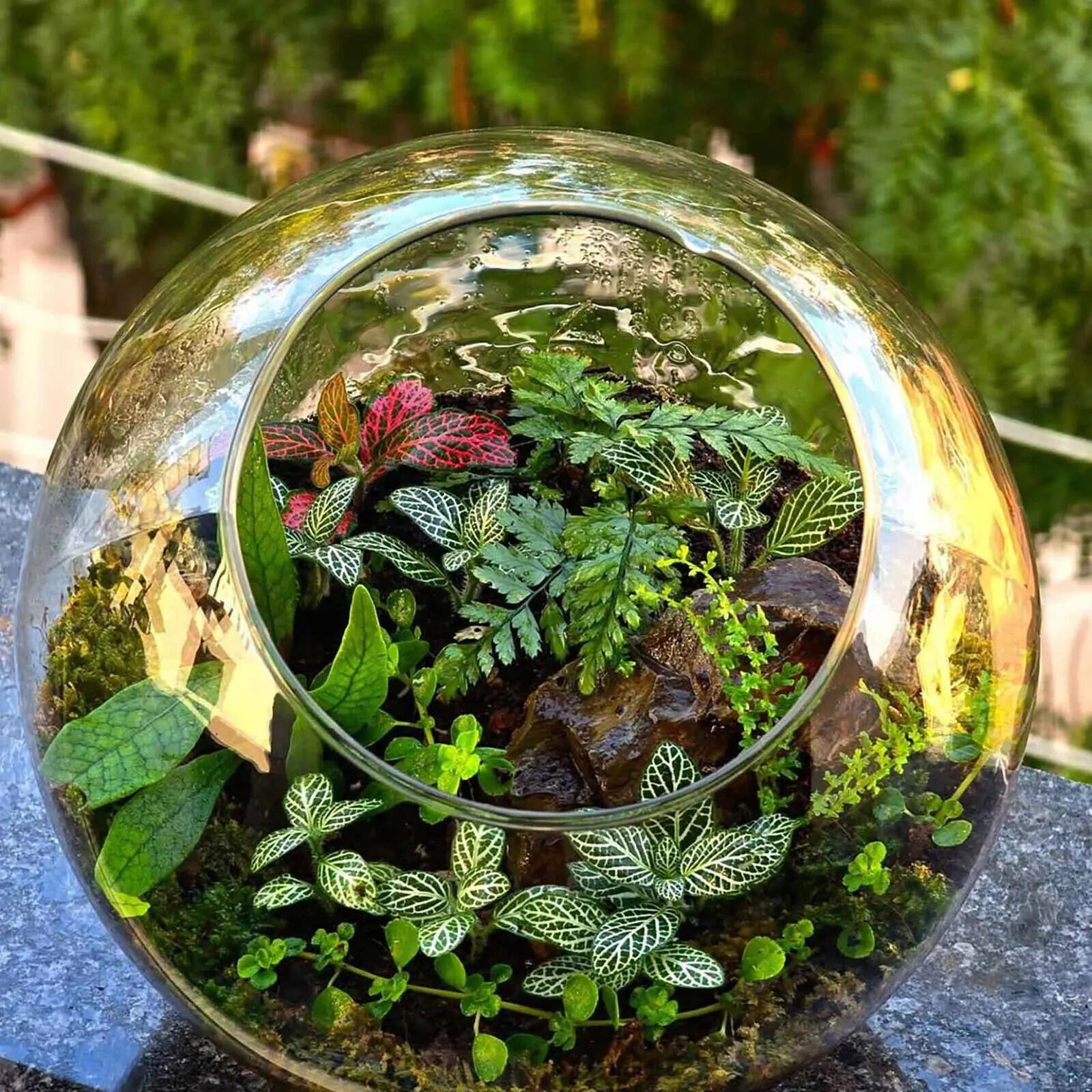 Terrarium Hyderabad