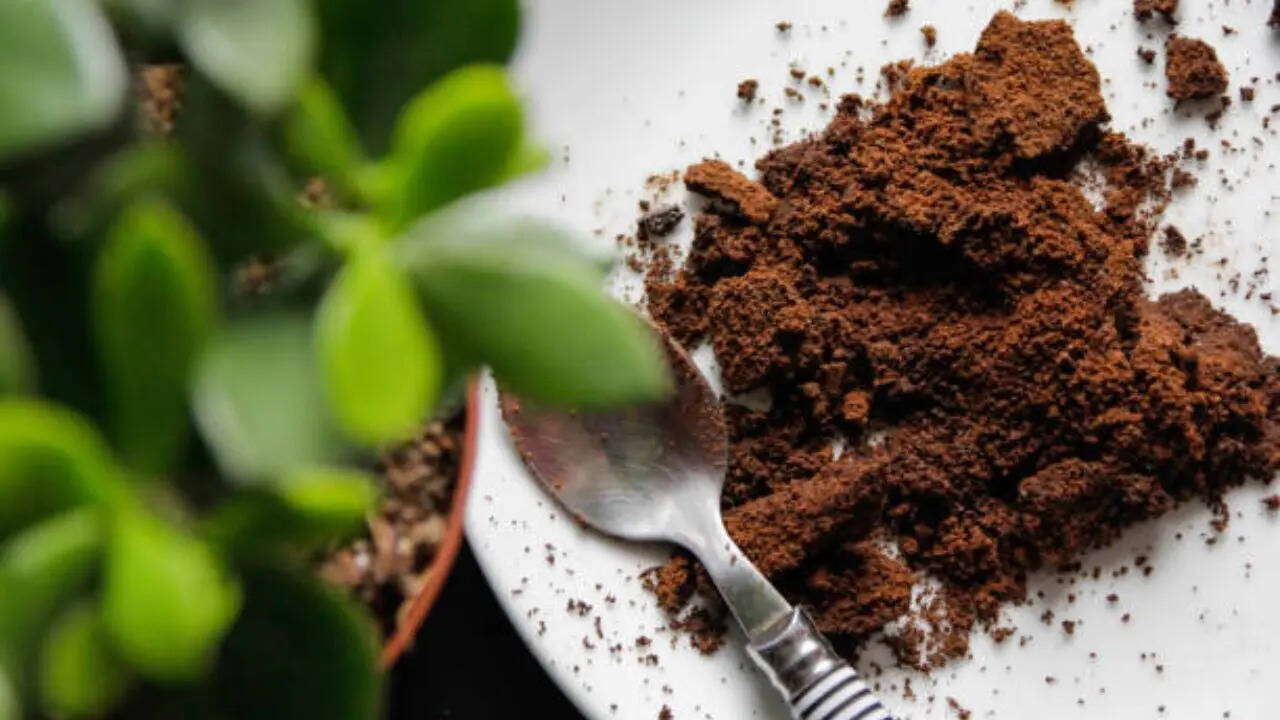 Brewed coffee grounds have been found to repel household ants.