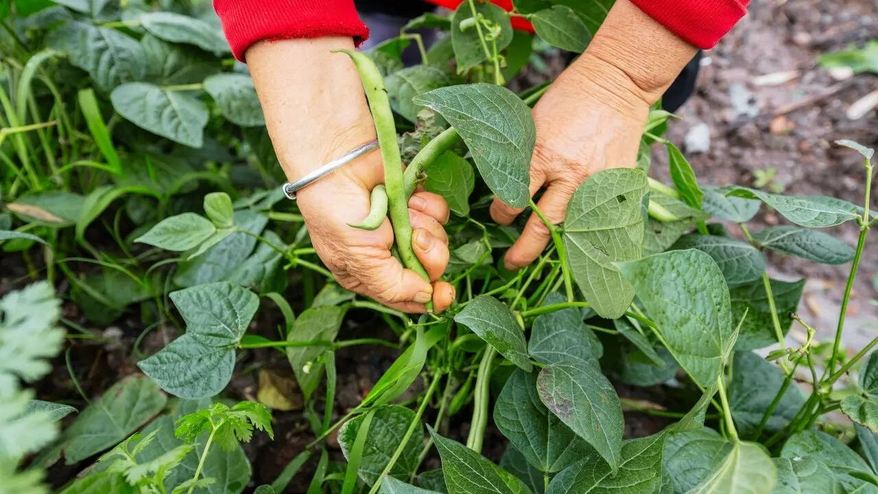 Picking beans from organic garden