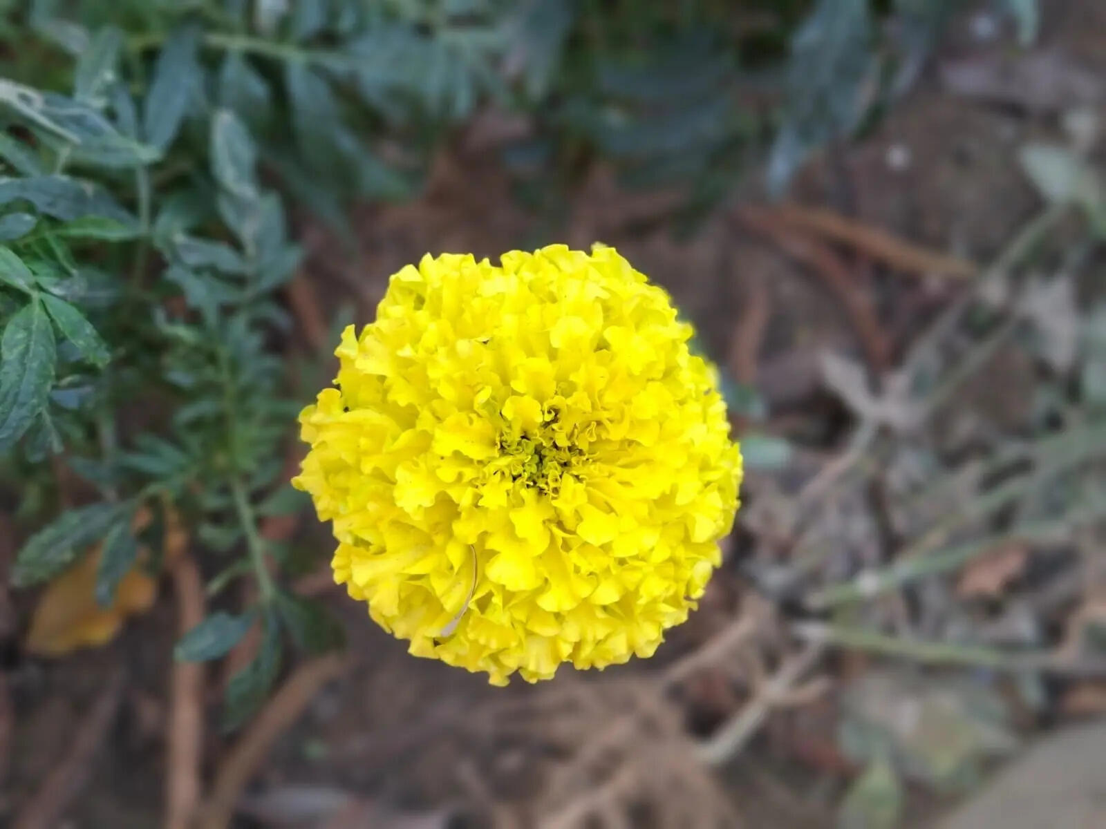 camera sample