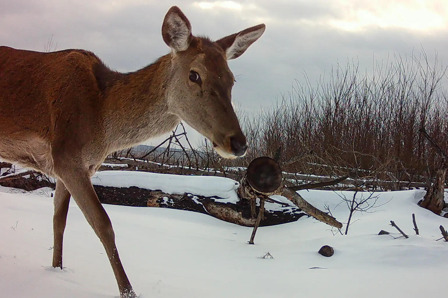 Chernobyl's radioactive landscape is a testament to nature’s resilience and survival spirit