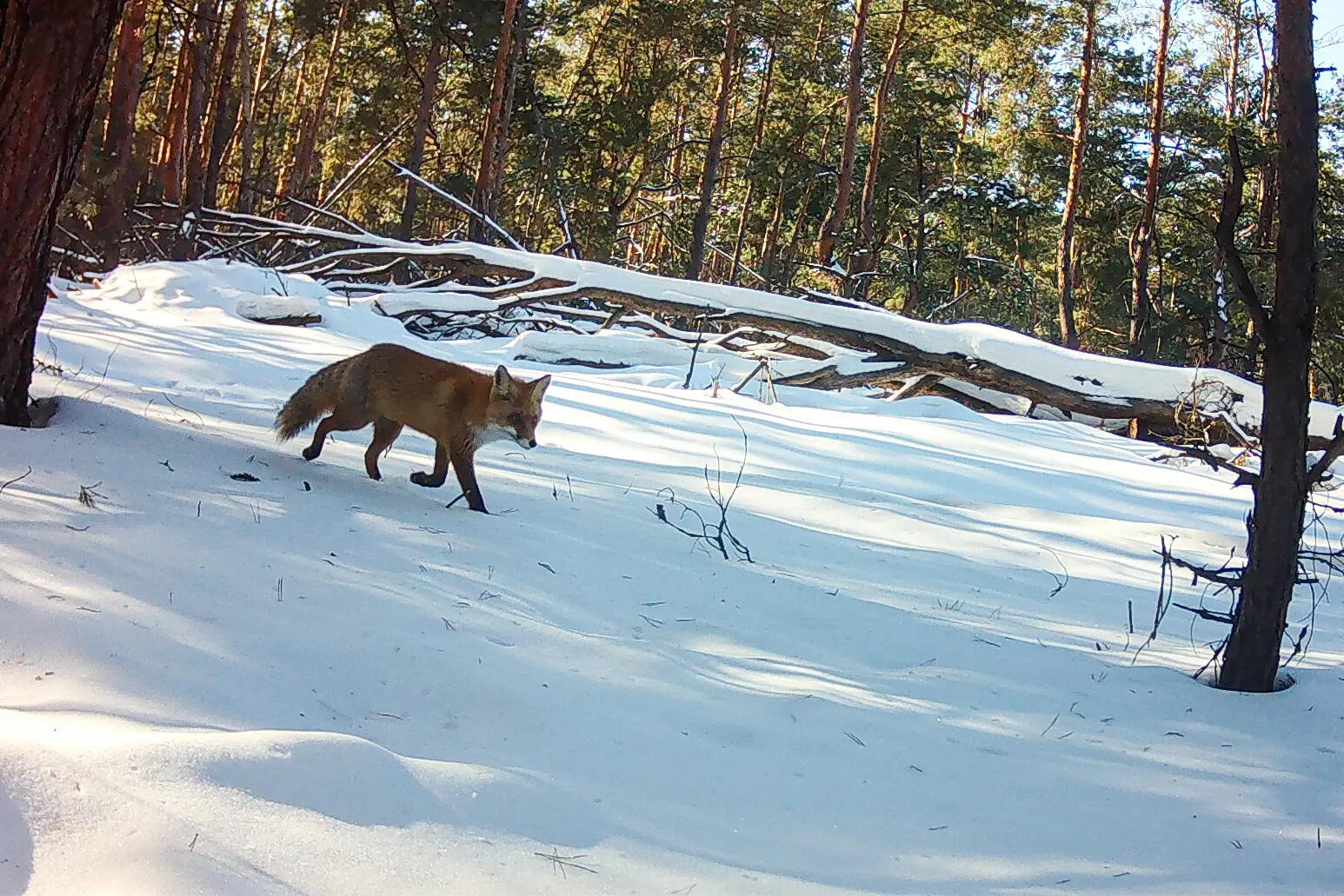 Chernobyl's radioactive landscape is testament to nature’s resilience and survival spirit