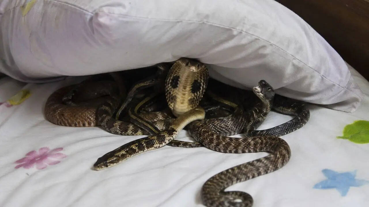 Five venomous snakes found in Kerala home