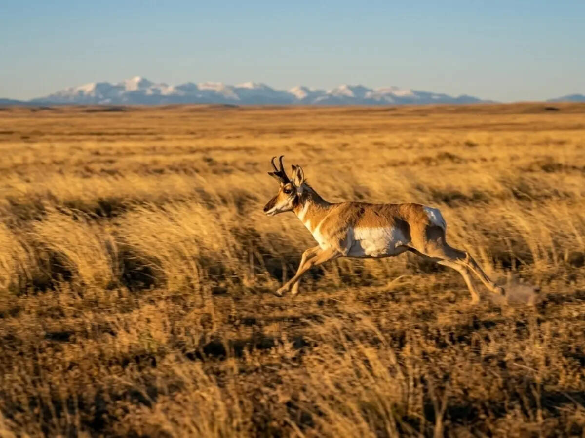 A pronghorn running across Yellowstone’s open plains