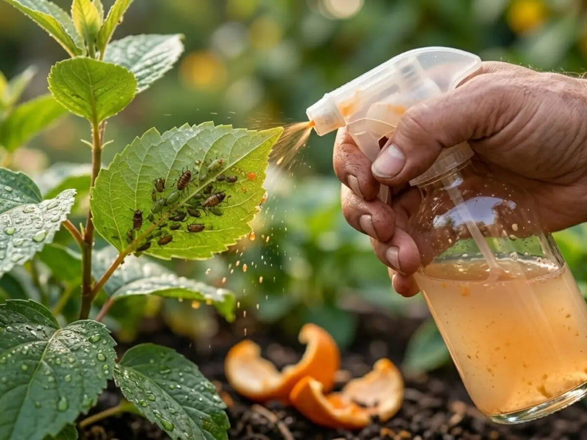 Gardener spraying a homemade orange peel solution onto plant leaves