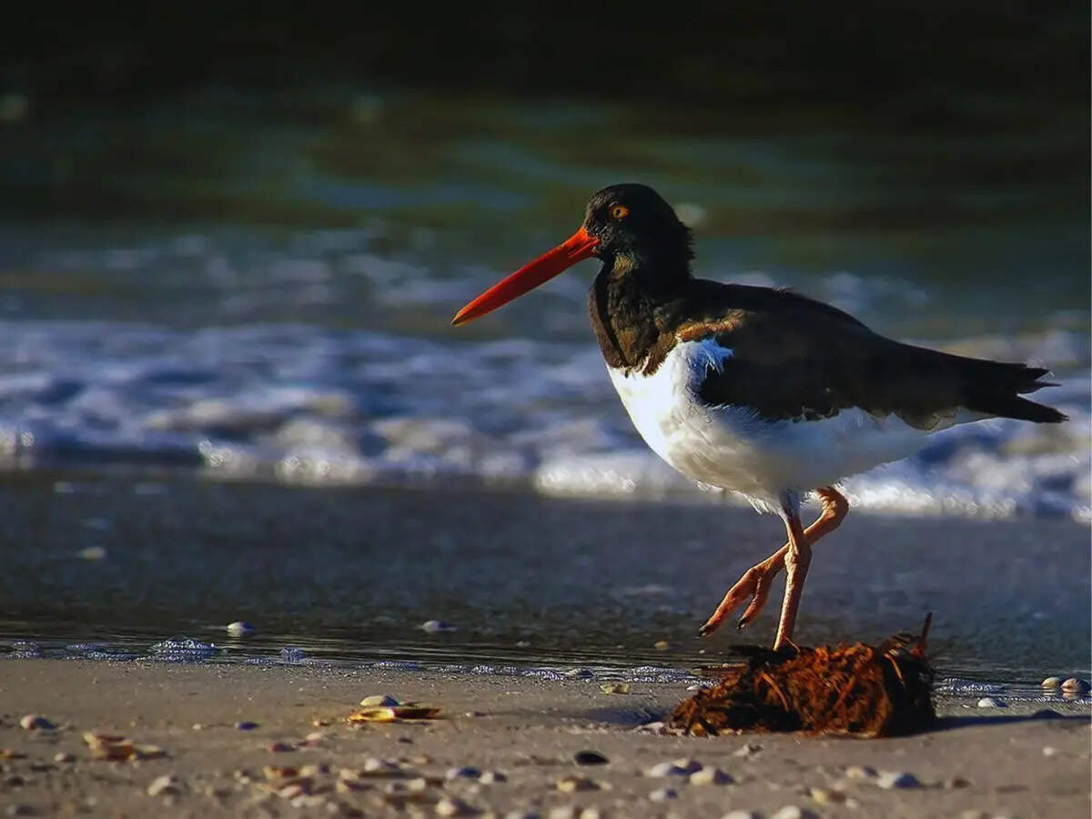 Birds on beach