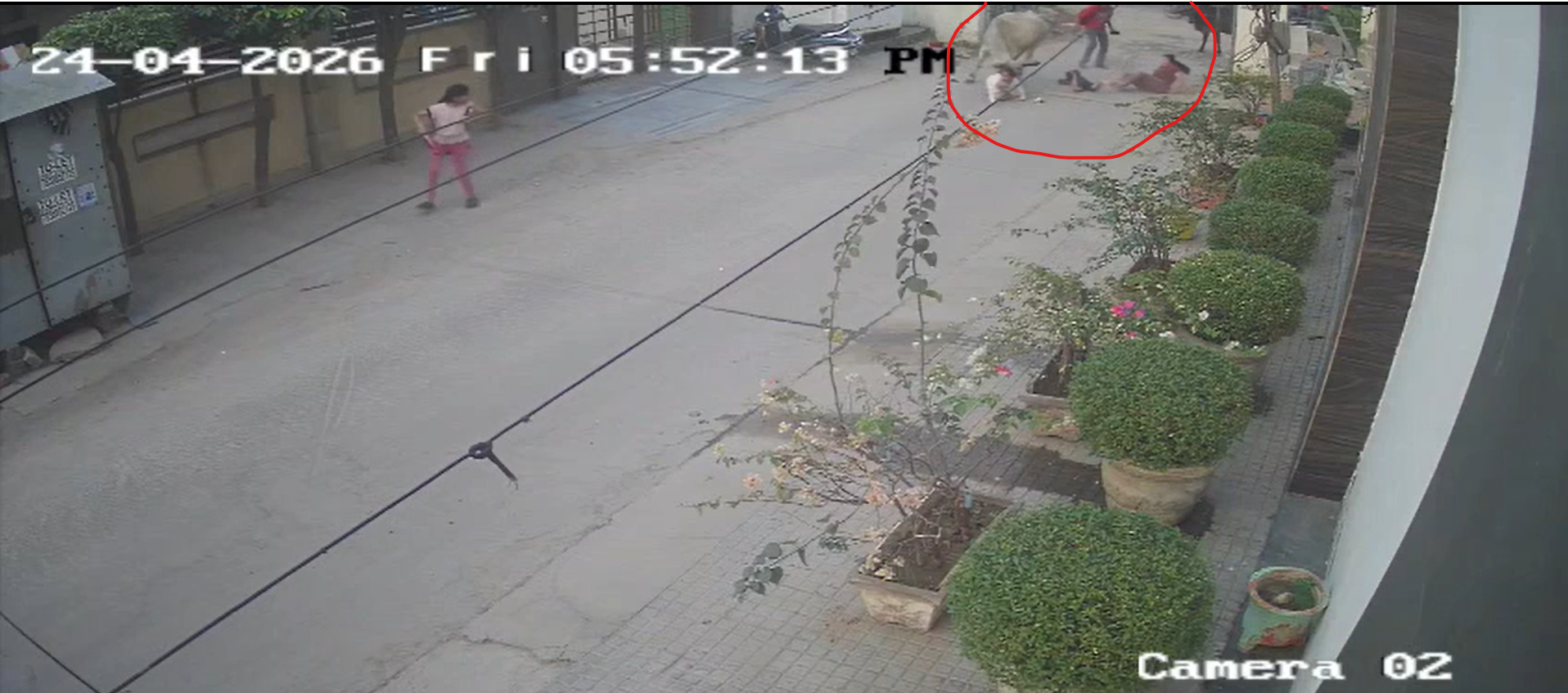 ox tramples mom, daughter ss2.png