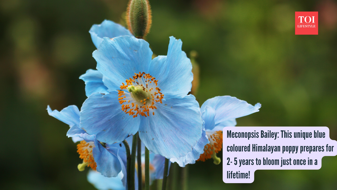 Meconopsis Bailey This unique blue coloured Himalayan poppy prepares for 2- 5 years to bloom just once in a lifetime!