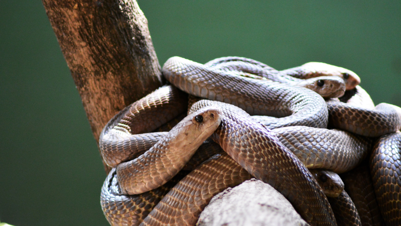 The snake collection is bigger than most expect