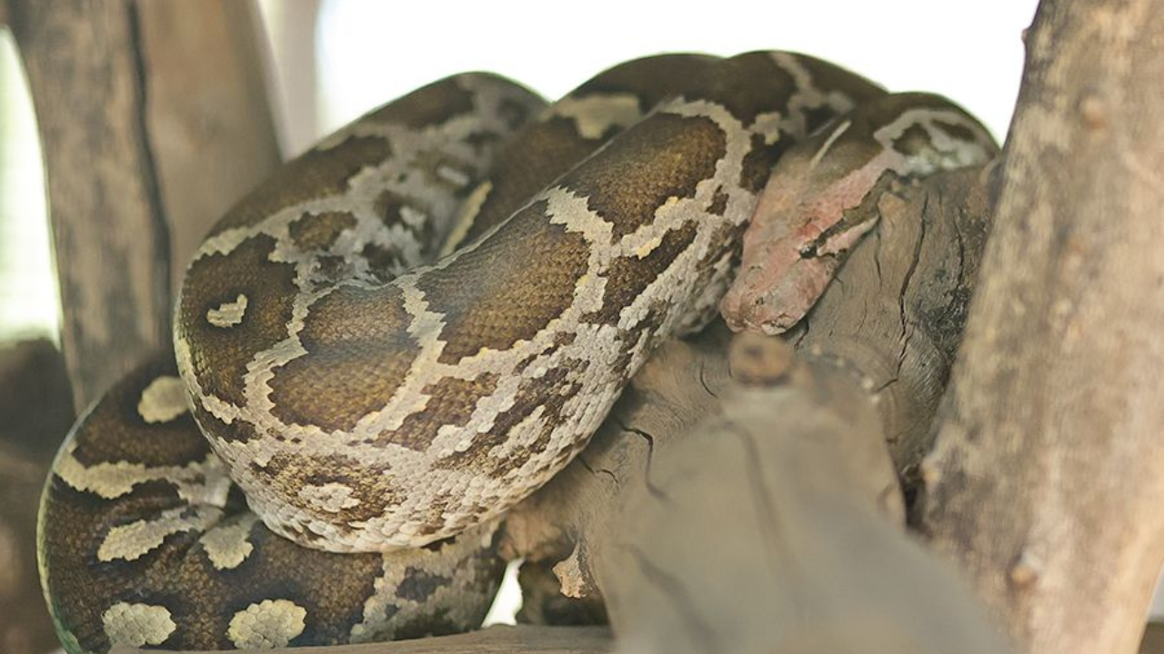 Python in Katraj Snake Park