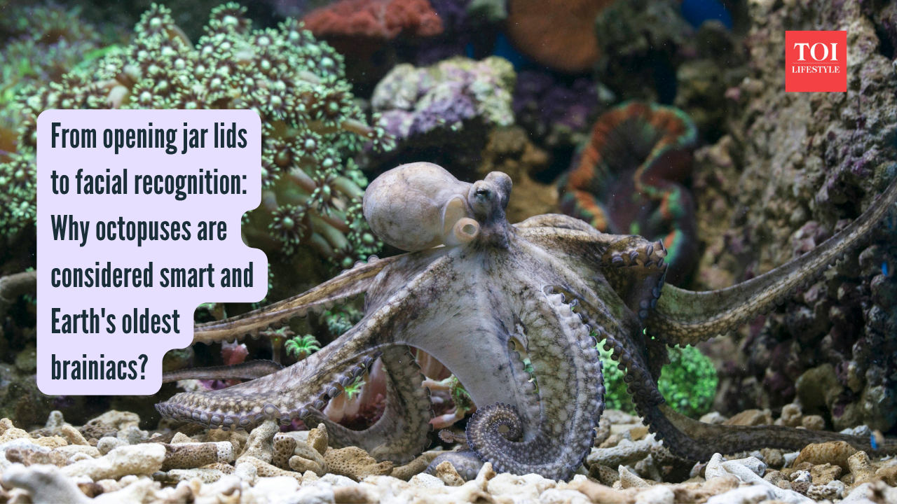From opening jar lids to facial recognition Why octopuses are considered smart and Earth's oldest brainiacs