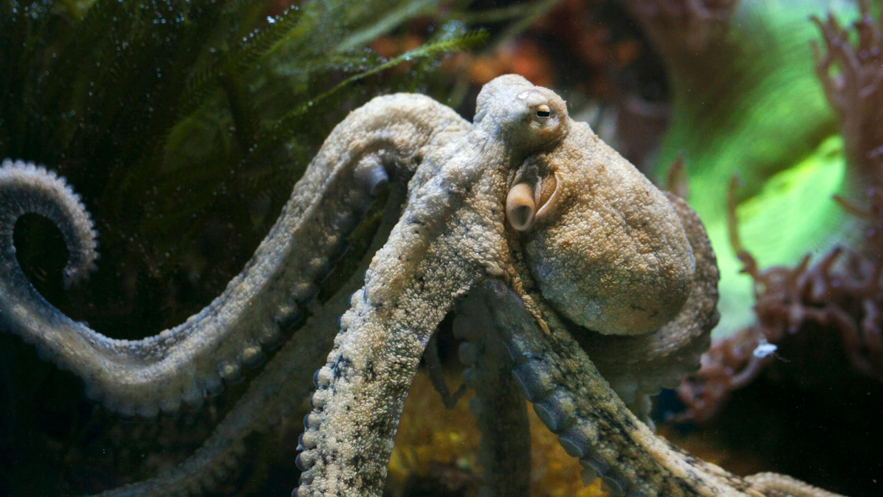 Why Octopus is our planet’s most alien-like creature