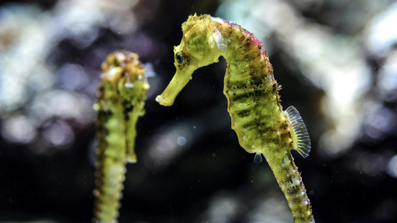 1. Seahorses: Brood pouch