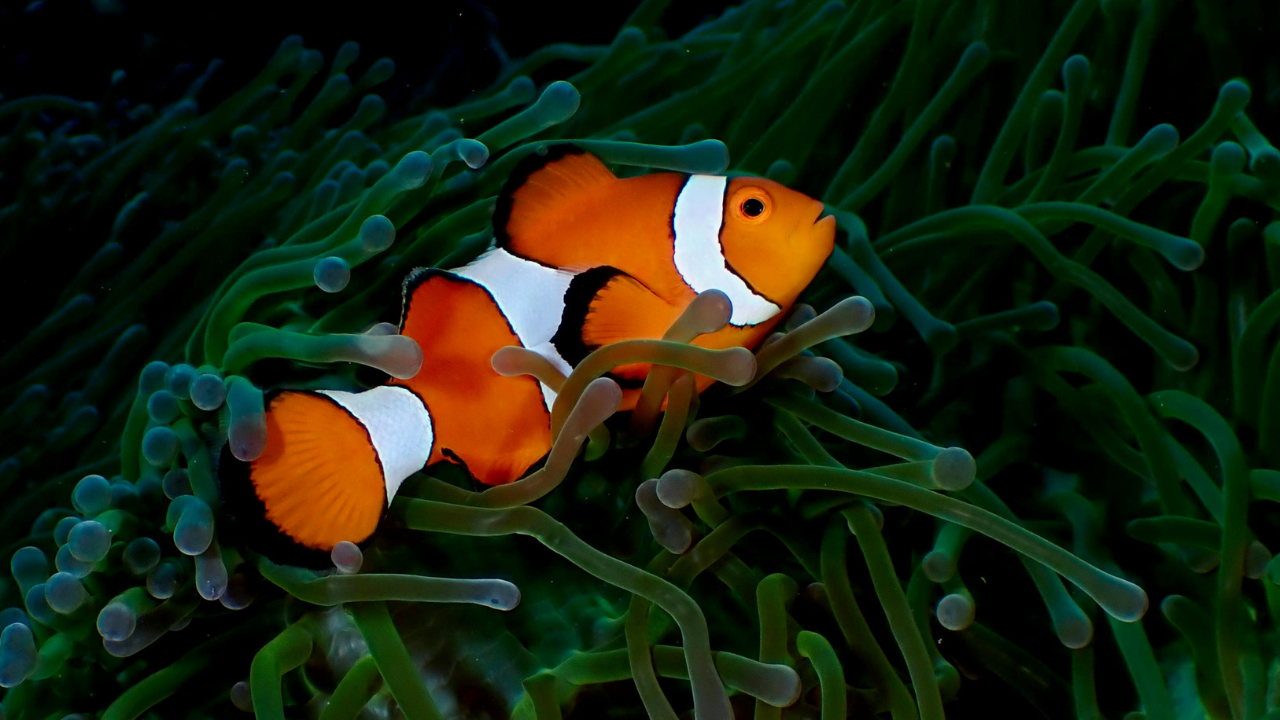 2. Clownfish: Gender Switch