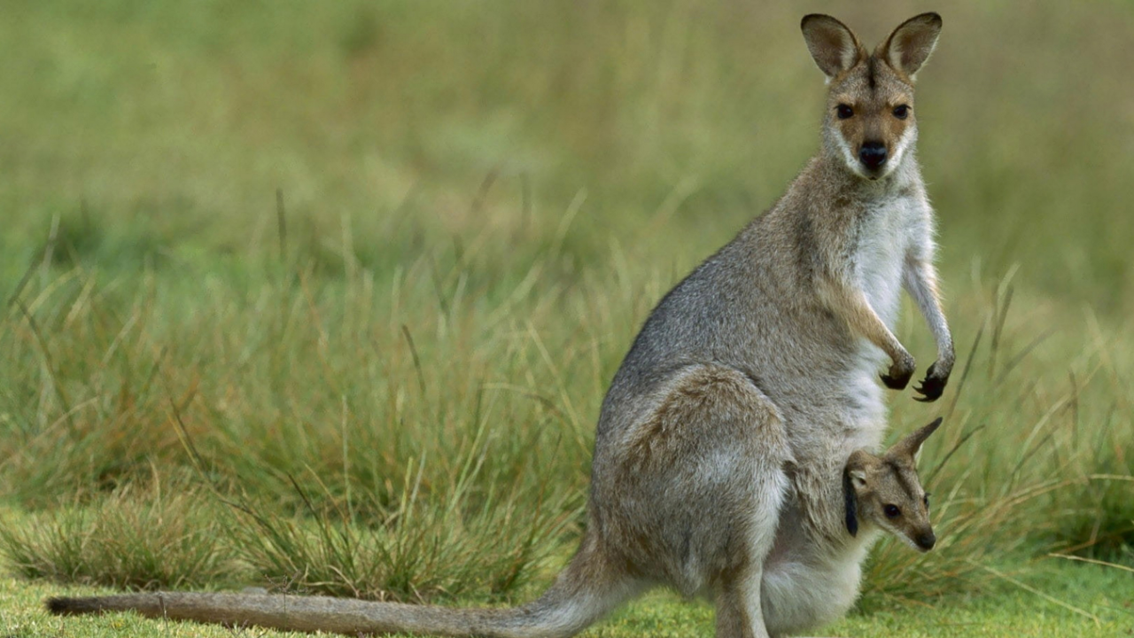 3. Kangaroo: Embryonic diapause