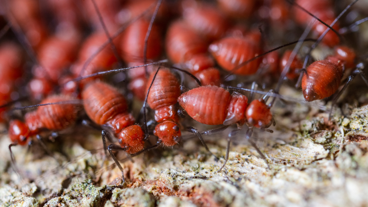 4. Bedbugs: Unusual mating behavior