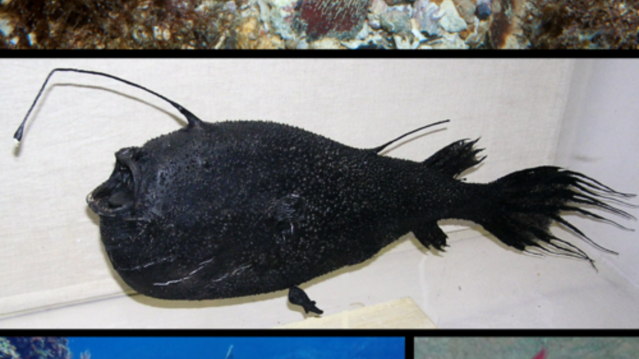 5. Anglerfish: Body attachment