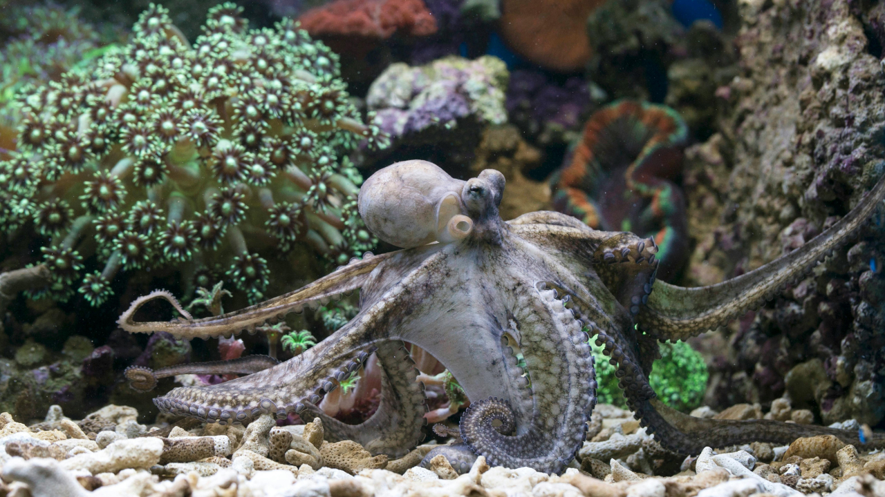 6. Octopus: Special arm