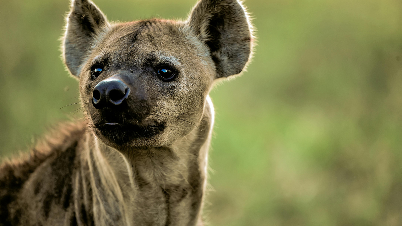 7. Hyena: Weird animal mating strategies