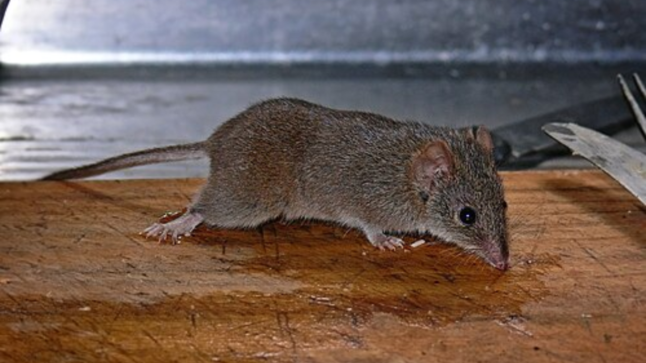 8. Antechinus flavipes: Death post mating