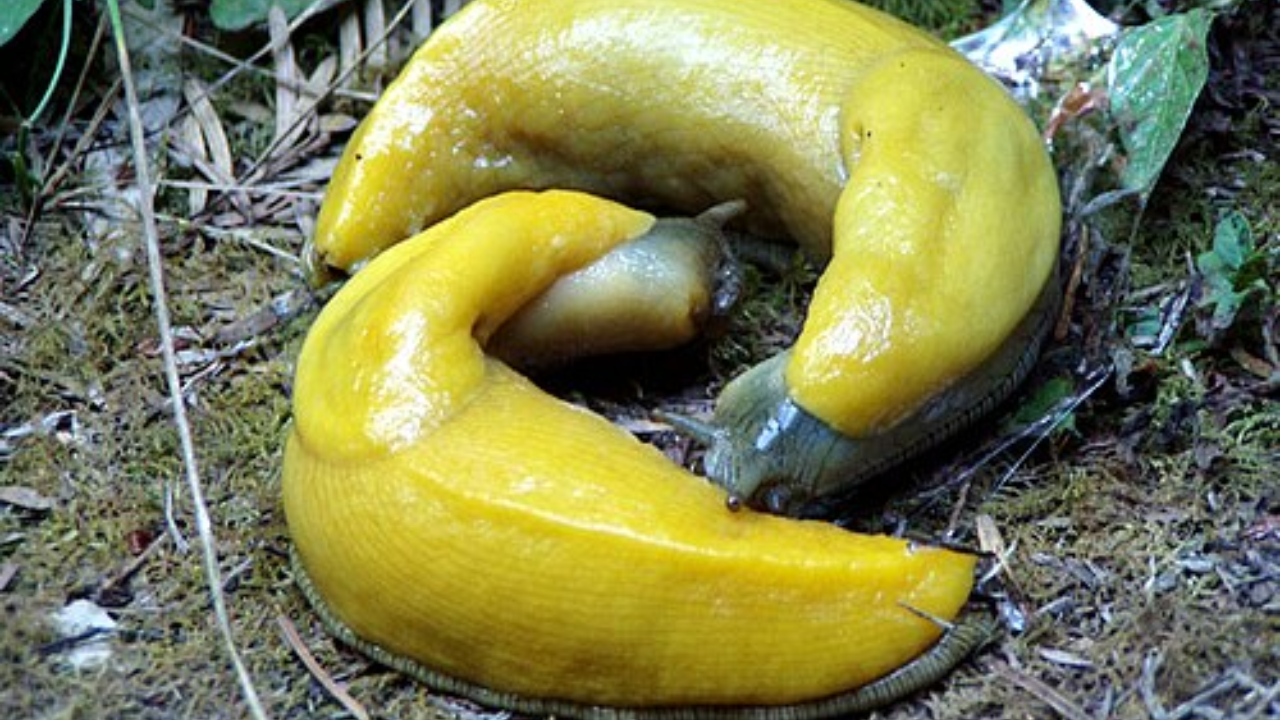 9. Banana slugs: Losing the male organ