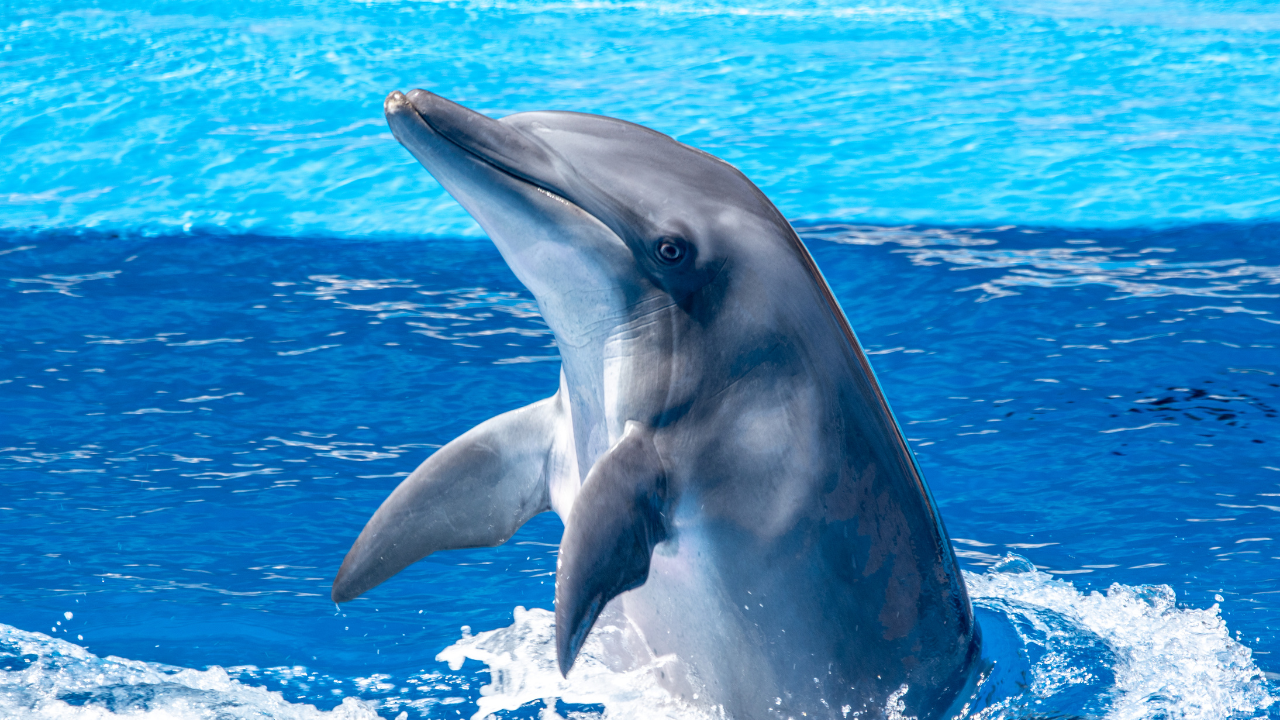 10. Dolphins: Diverse social bonding