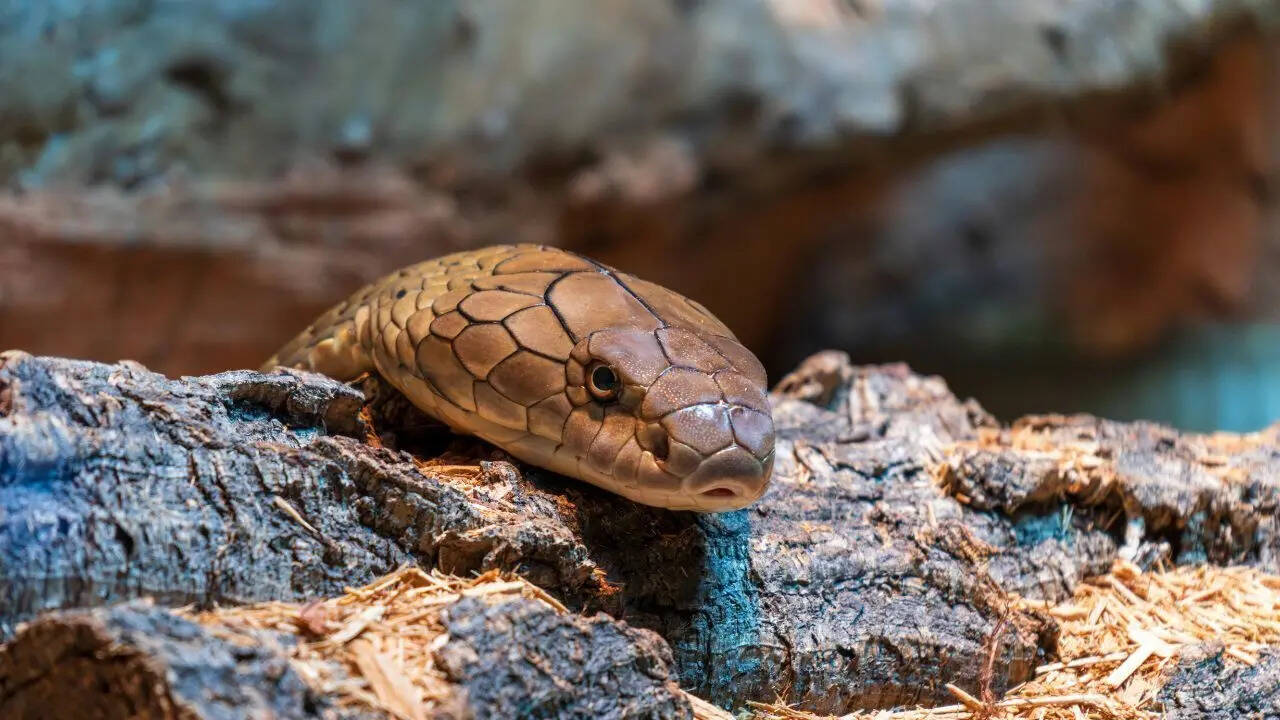 Snake naming process