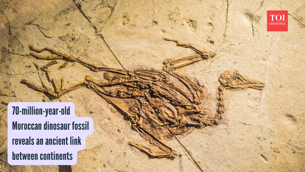 70-million-year-old Moroccan dinosaur fossil reveals an ancient link between continents
