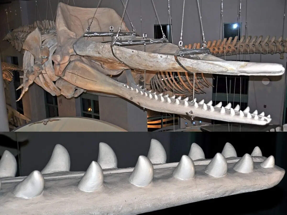 Shocking discovery suggests giant octopuses may have dominated the seas