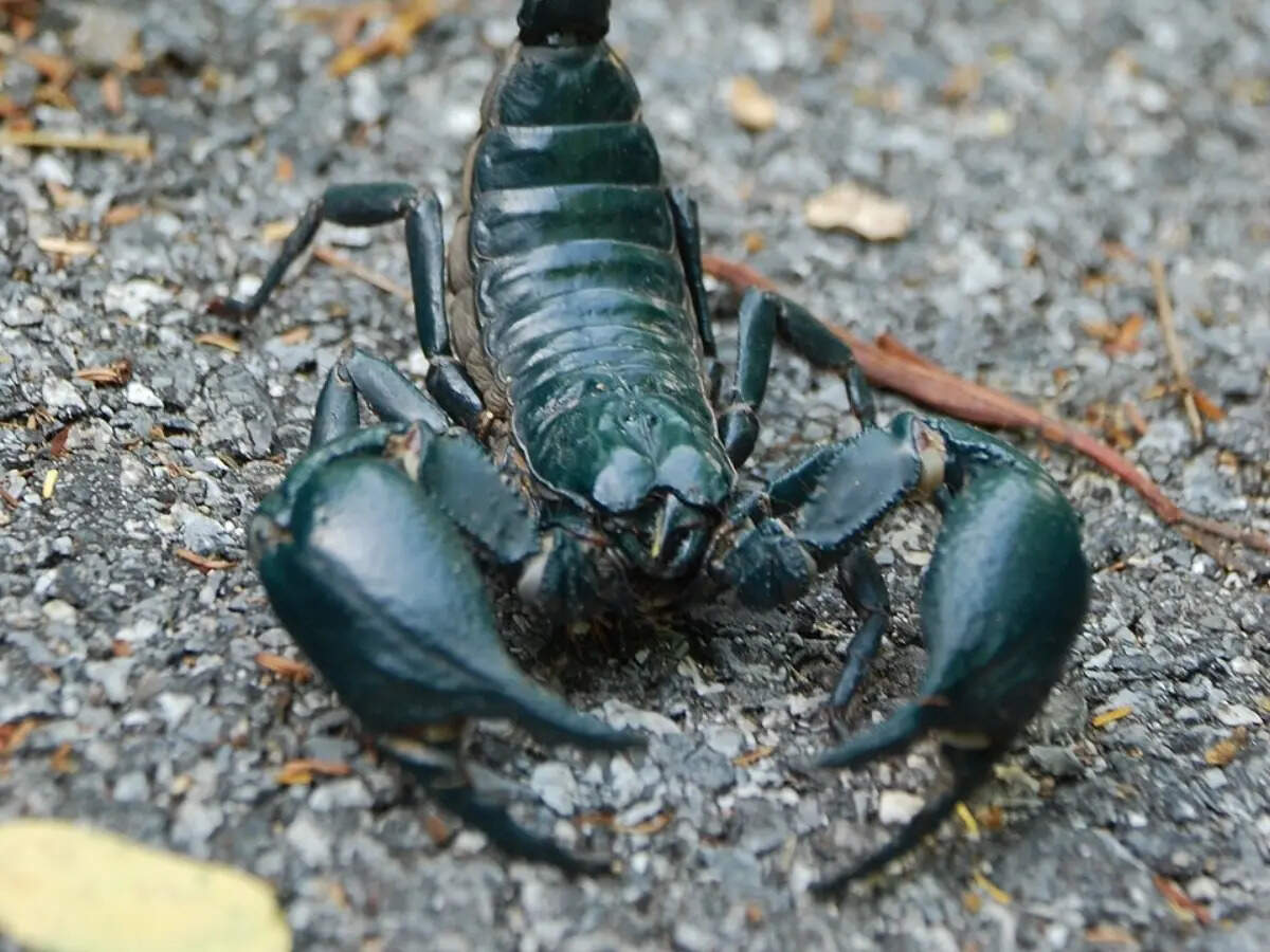 The hidden metal inside scorpions that they turn into natural weapons