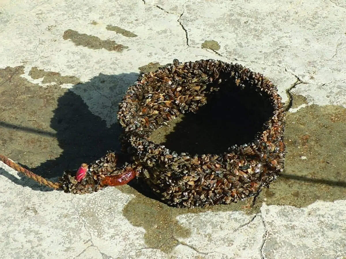How a few drops of water are spreading a major threat across US lakes