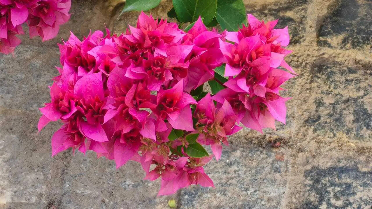 camera sample