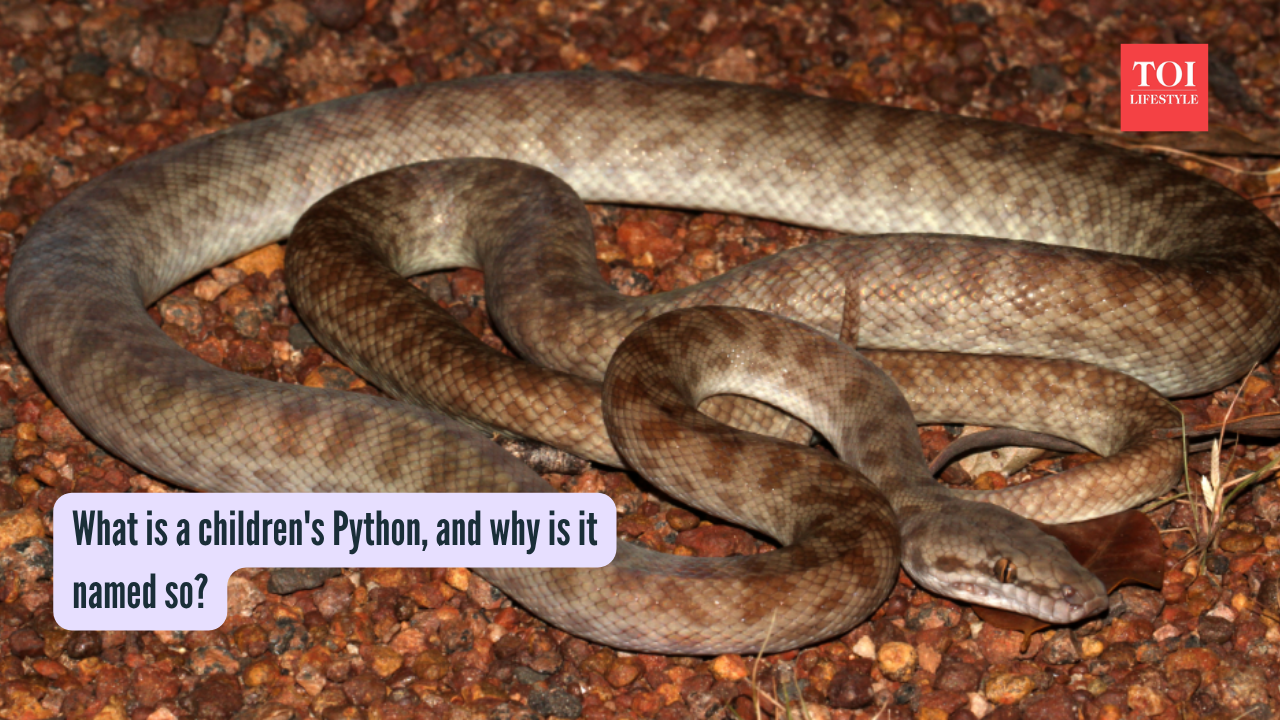 What is a children's Python, and why is it named so